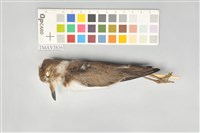 藏品(東方環頸鴴)的圖片